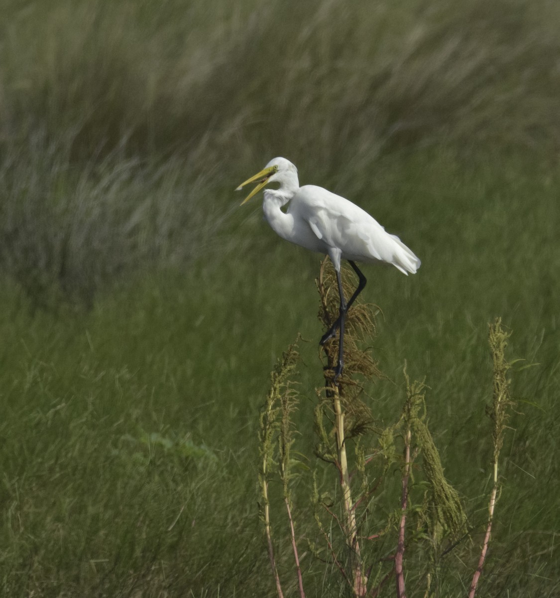 Great Egret - joseph mileyka