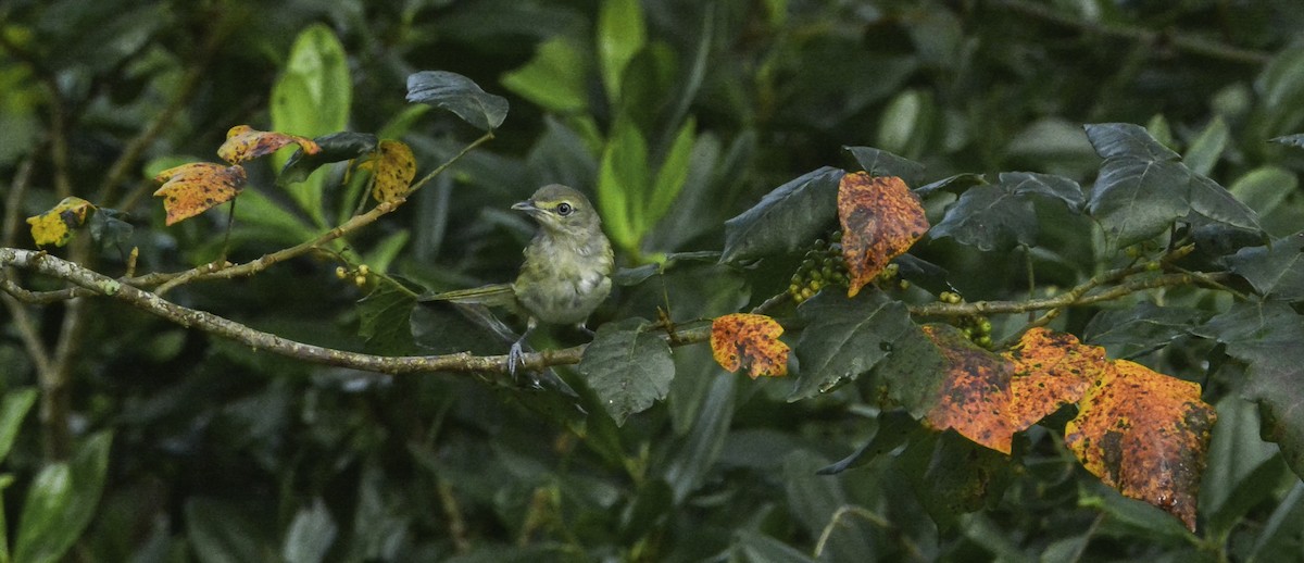 Vireo Ojiblanco - ML108418111