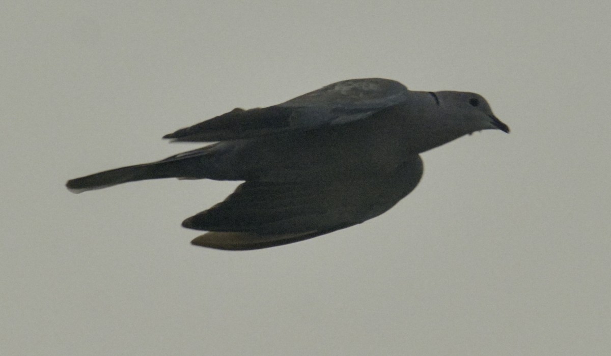 Eurasian Collared-Dove - ML108418371