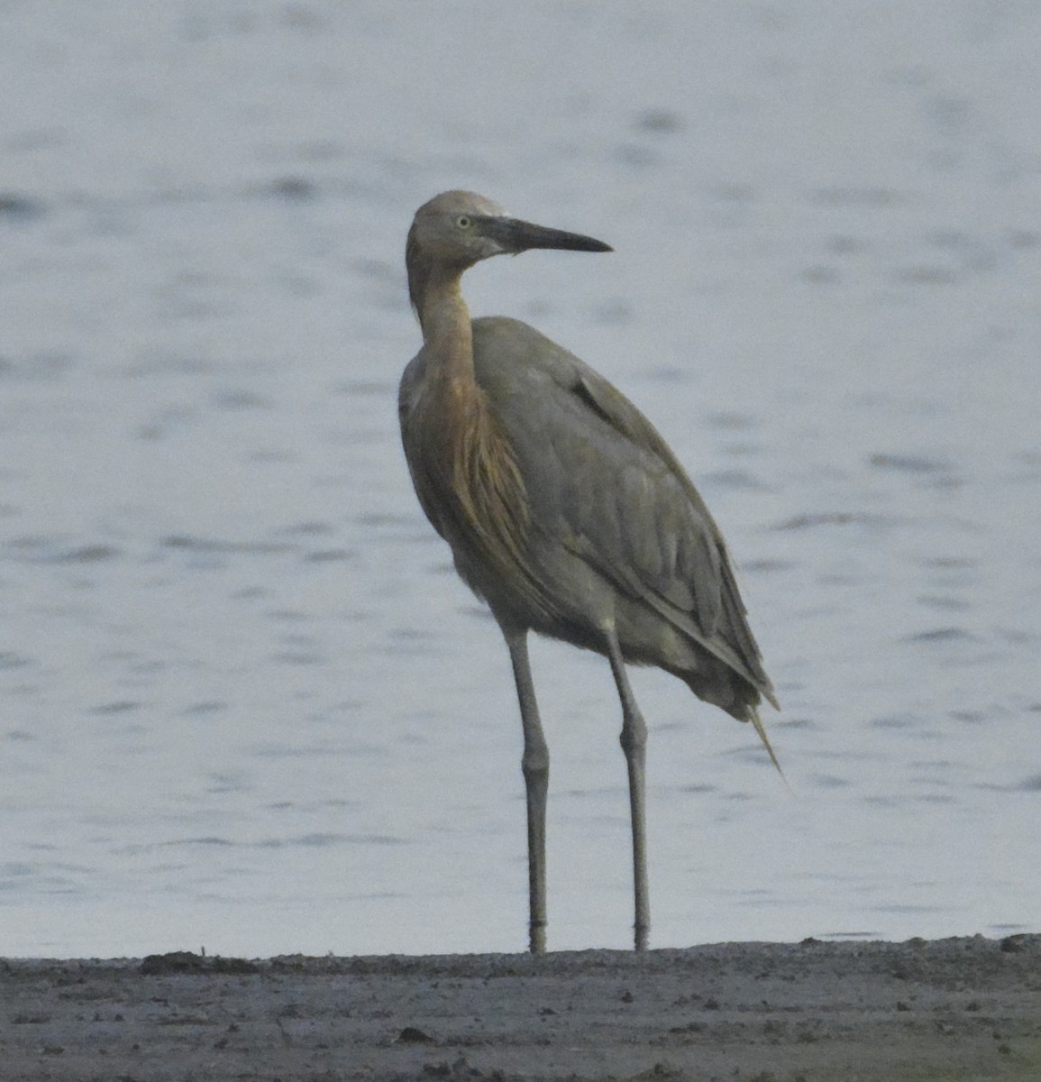 Reddish Egret - ML108418401