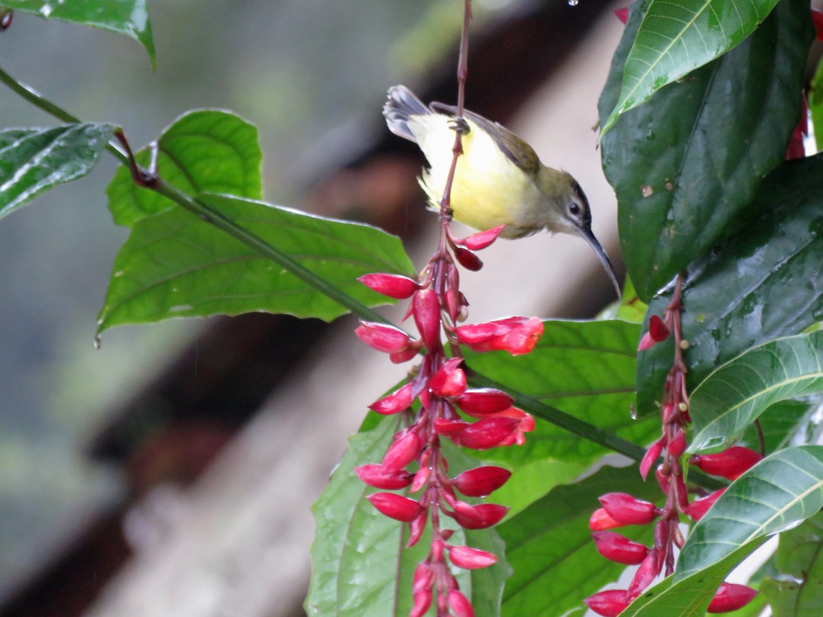 Little Spiderhunter - ML108418461