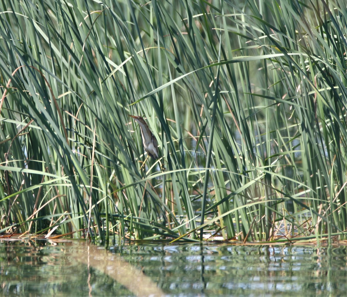 Least Bittern - ML108418501