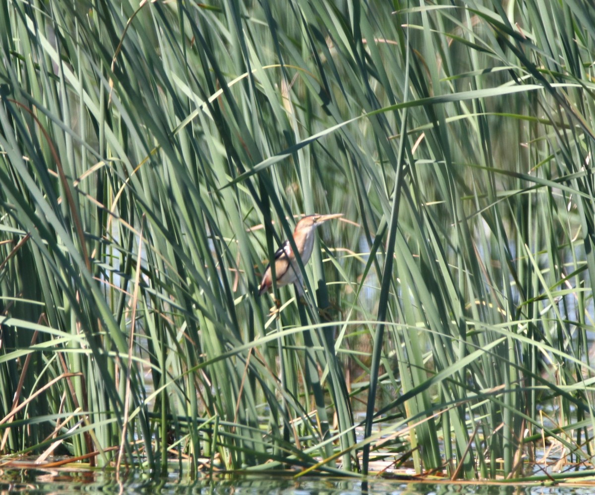 Least Bittern - ML108418511