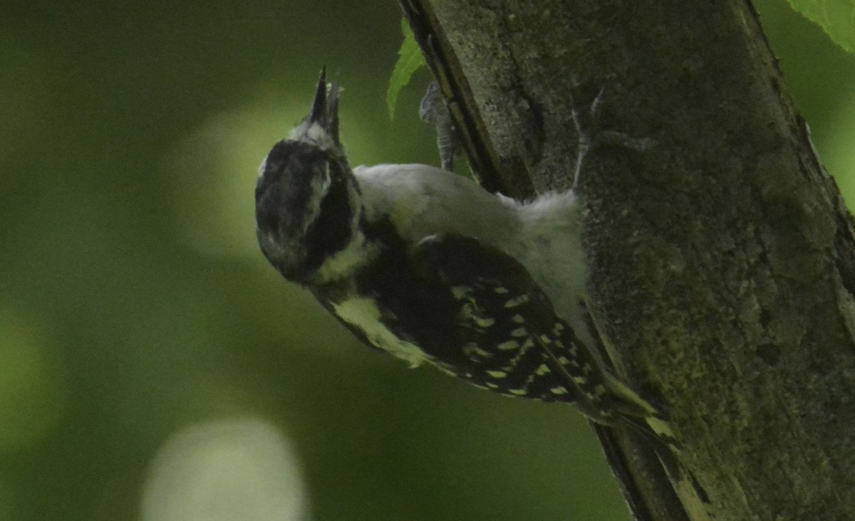 Downy Woodpecker - ML108418521