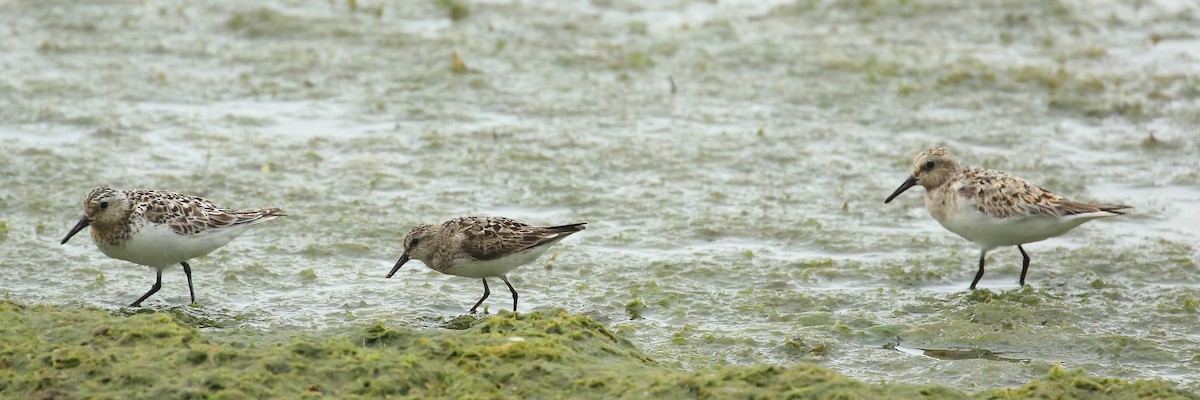 Semipalmated Sandpiper - Tim Lenz