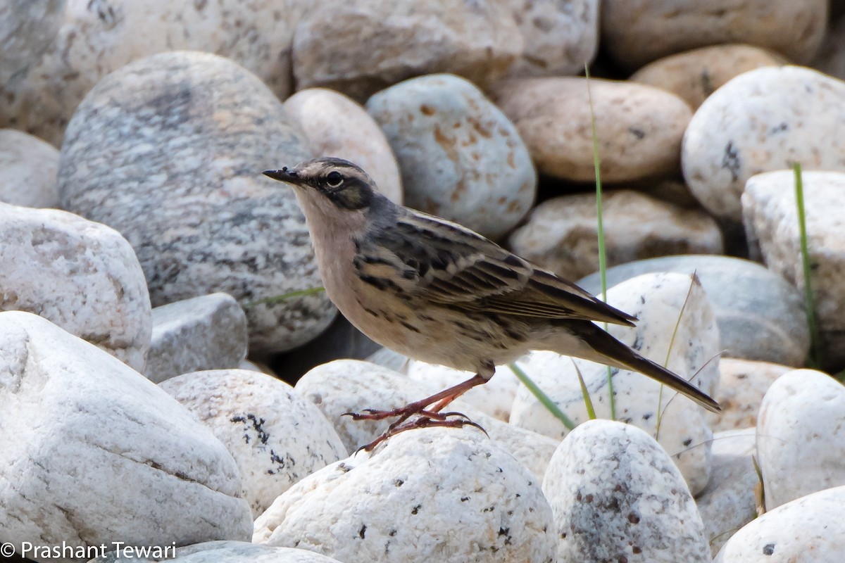 Rosy Pipit - ML108421381
