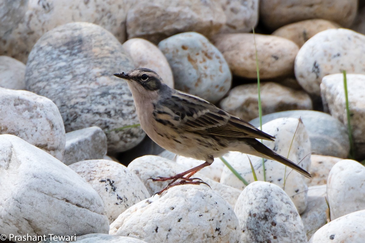 Pipit rosé - ML108421381