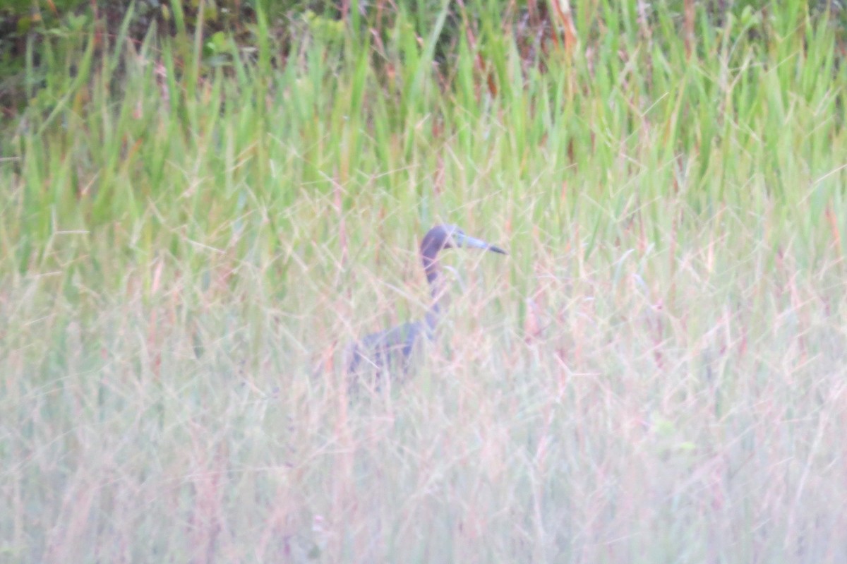 Little Blue Heron - ML108422631