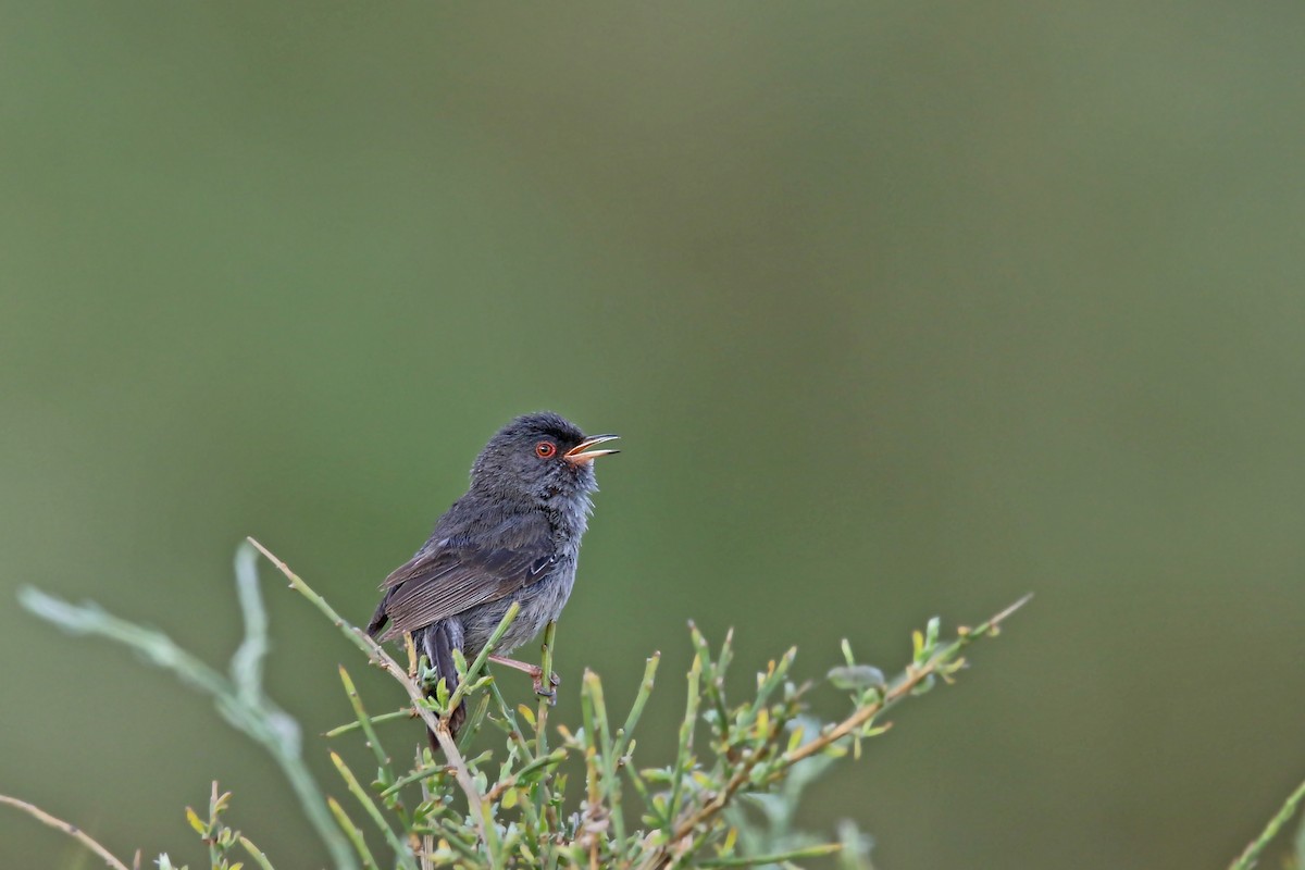 Marmora's Warbler - Volker Hesse