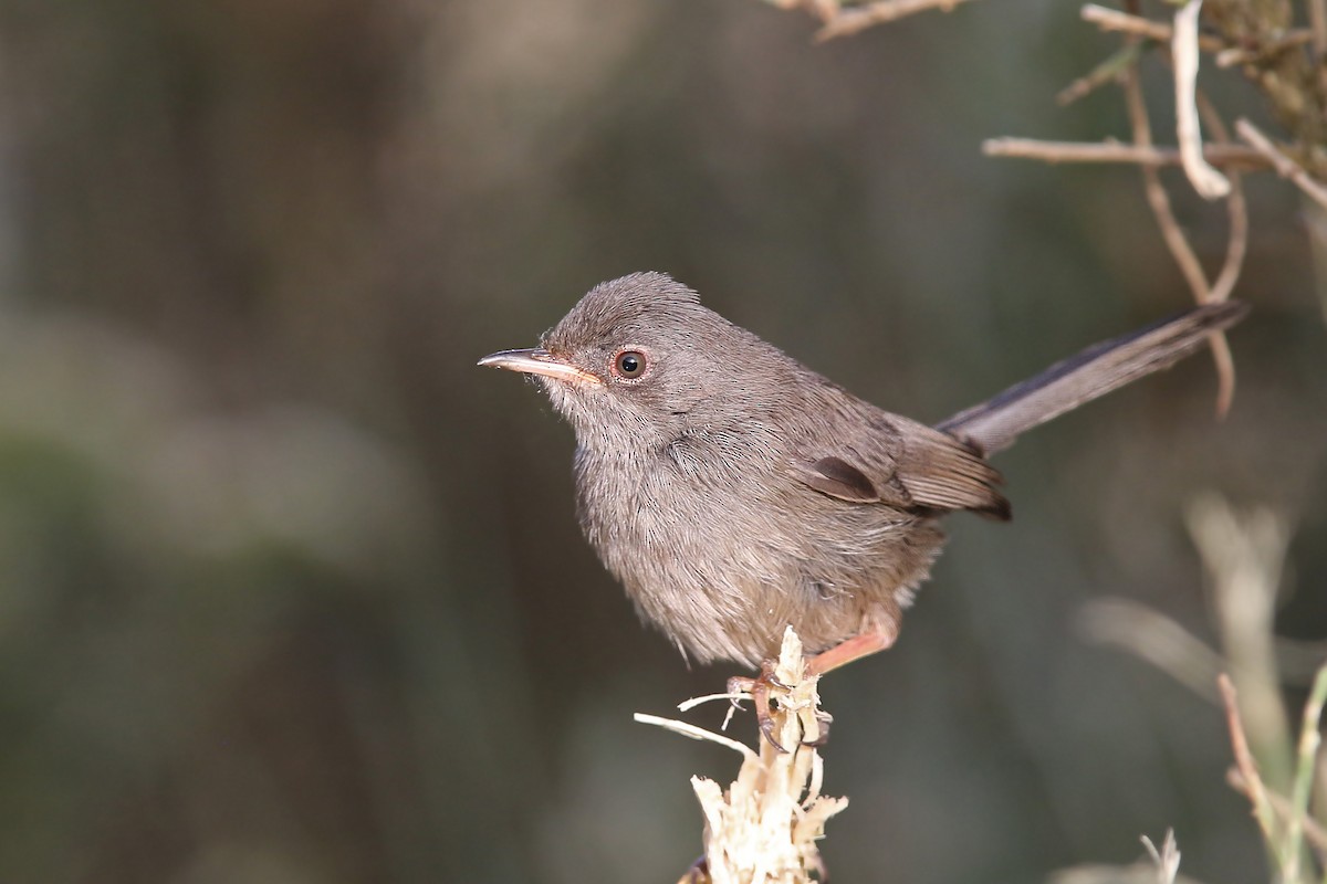 Marmora's Warbler - ML108423741