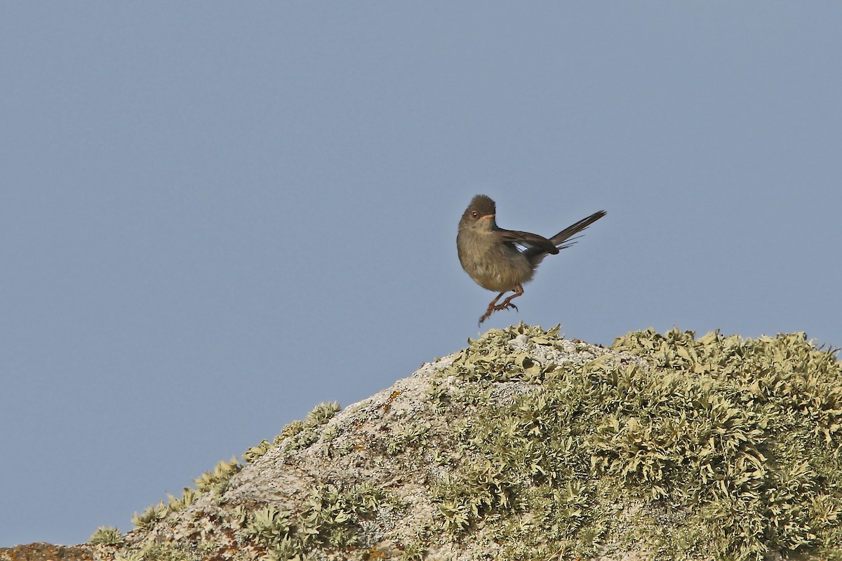 Marmora's Warbler - ML108423771