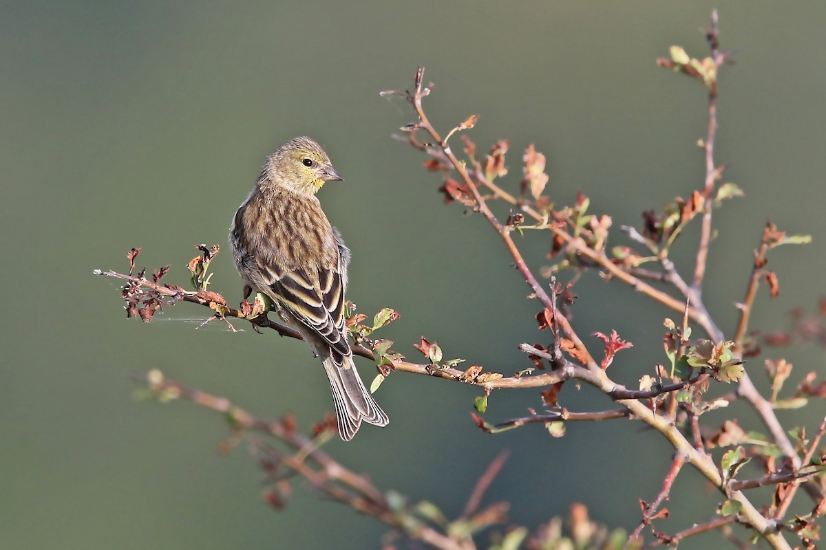 Corsican Finch - ML108423921