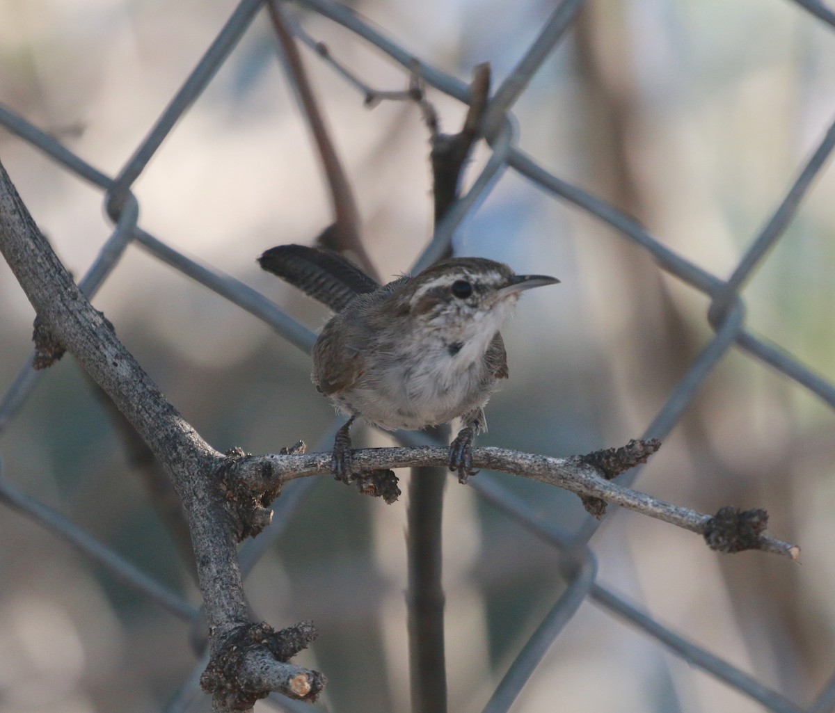Bewick's Wren - ML108424131