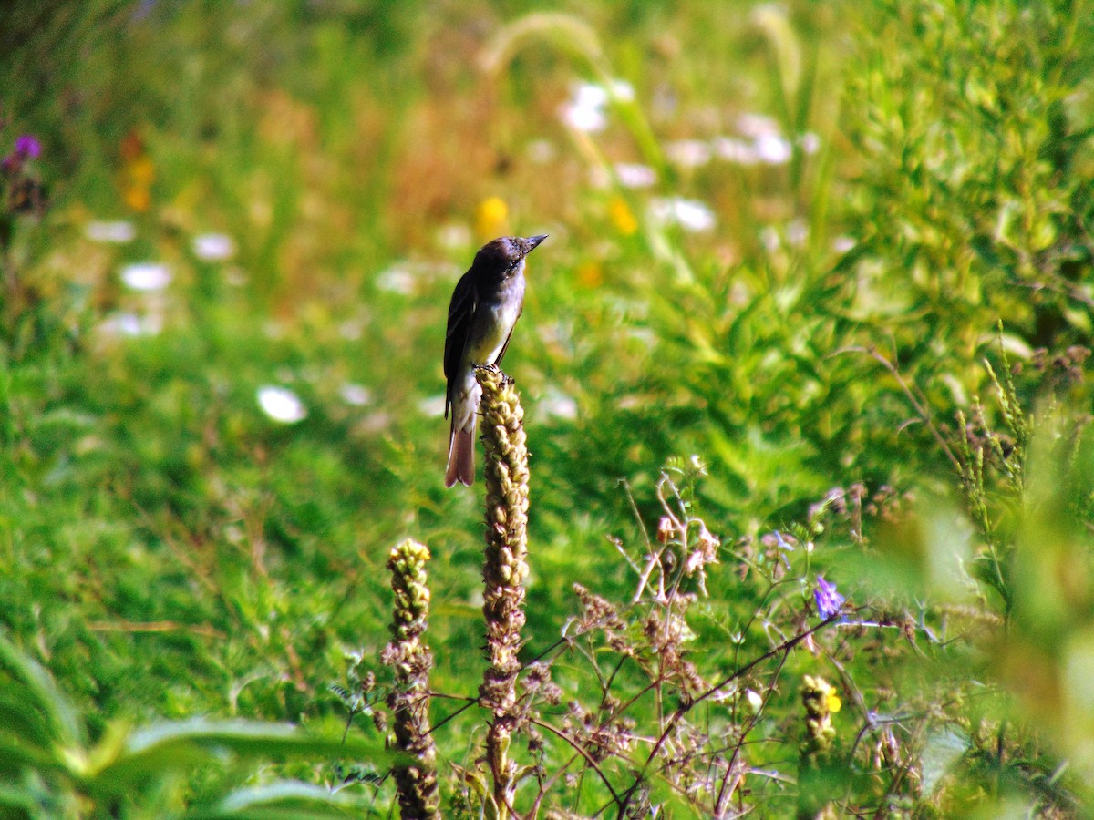 Great Crested Flycatcher - Anonymous