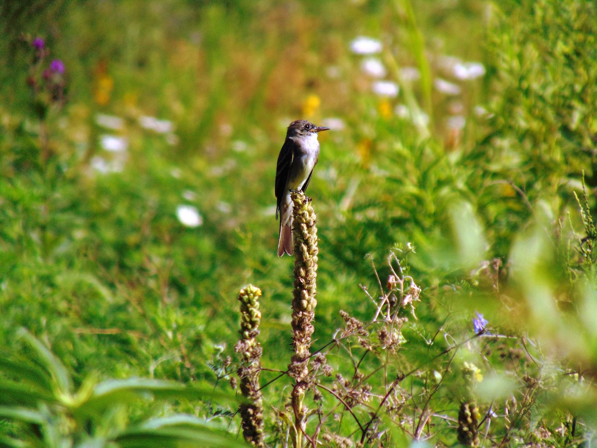 Great Crested Flycatcher - ML108424171