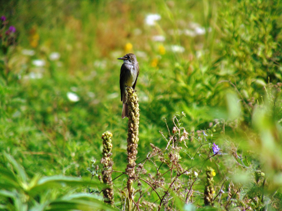 Great Crested Flycatcher - ML108424181