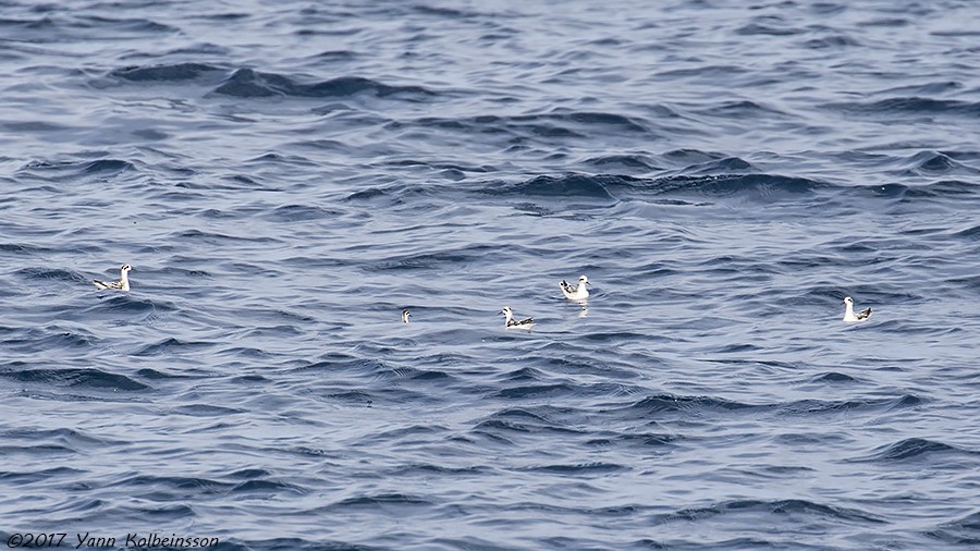 Red-necked Phalarope - Yann Kolbeinsson