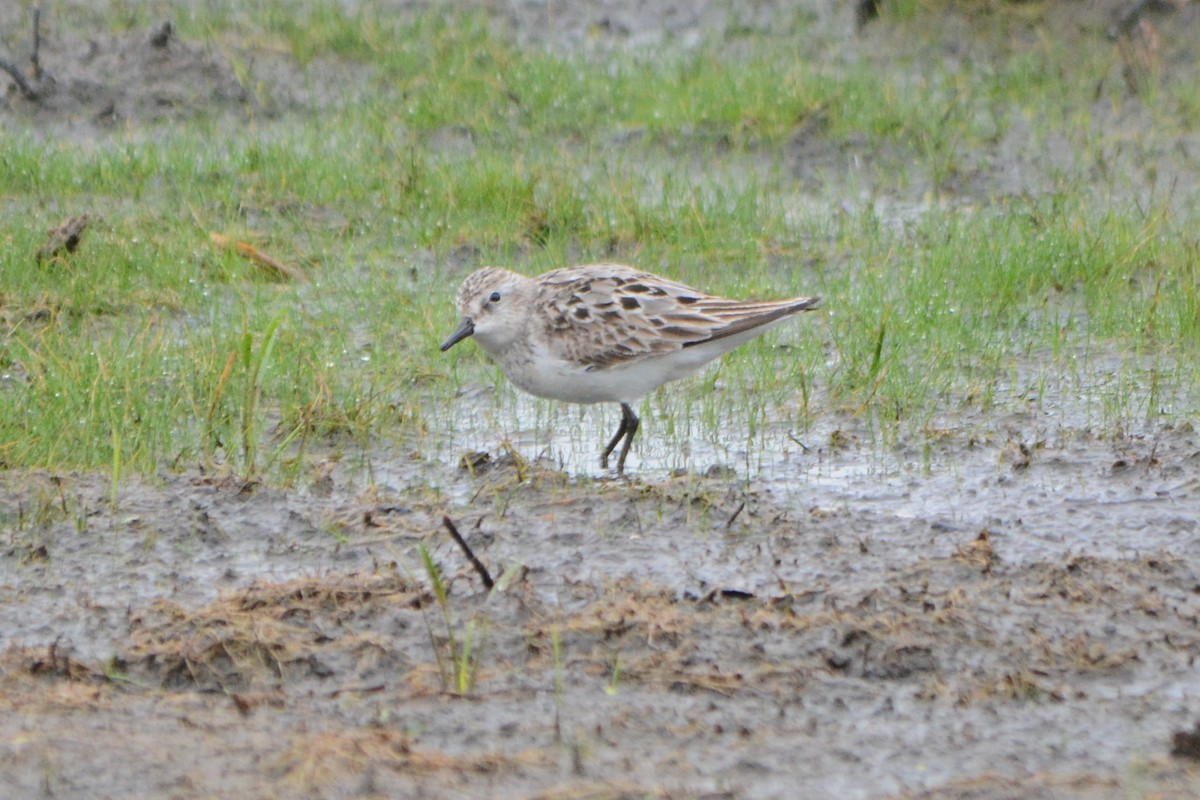 Semipalmated Sandpiper - Steve Mierzykowski