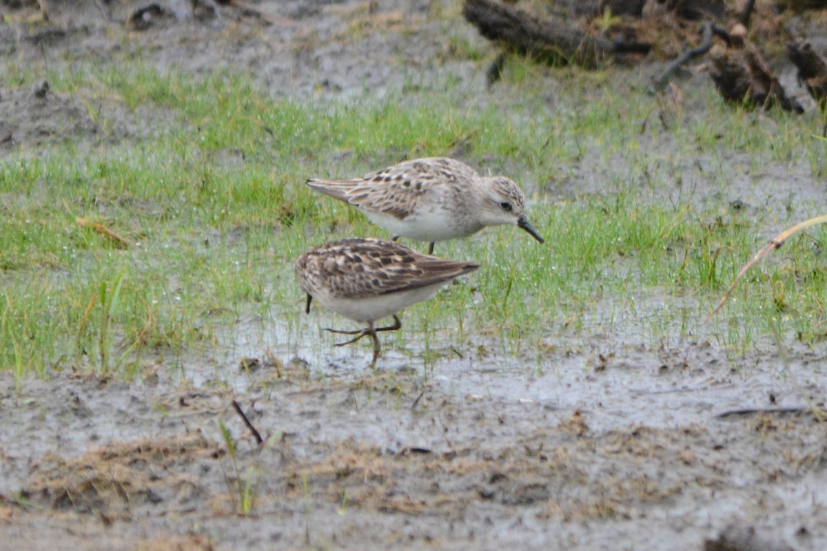 Semipalmated Sandpiper - ML108425951