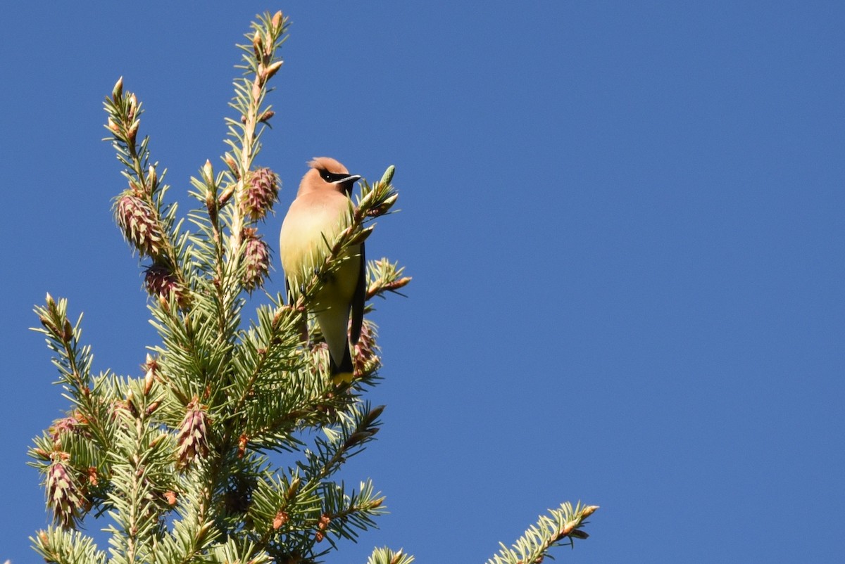 Cedar Waxwing - ML108427441