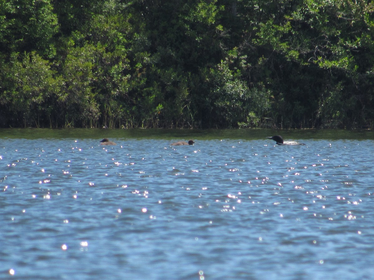 Common Loon - ML108427741