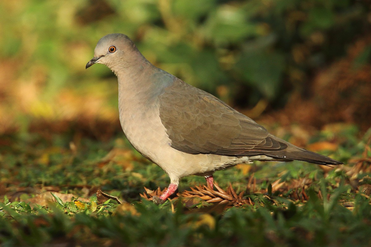 White-tipped Dove - ML108428201