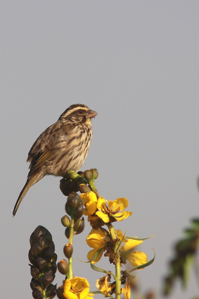 Streaky Seedeater - Guy Poisson