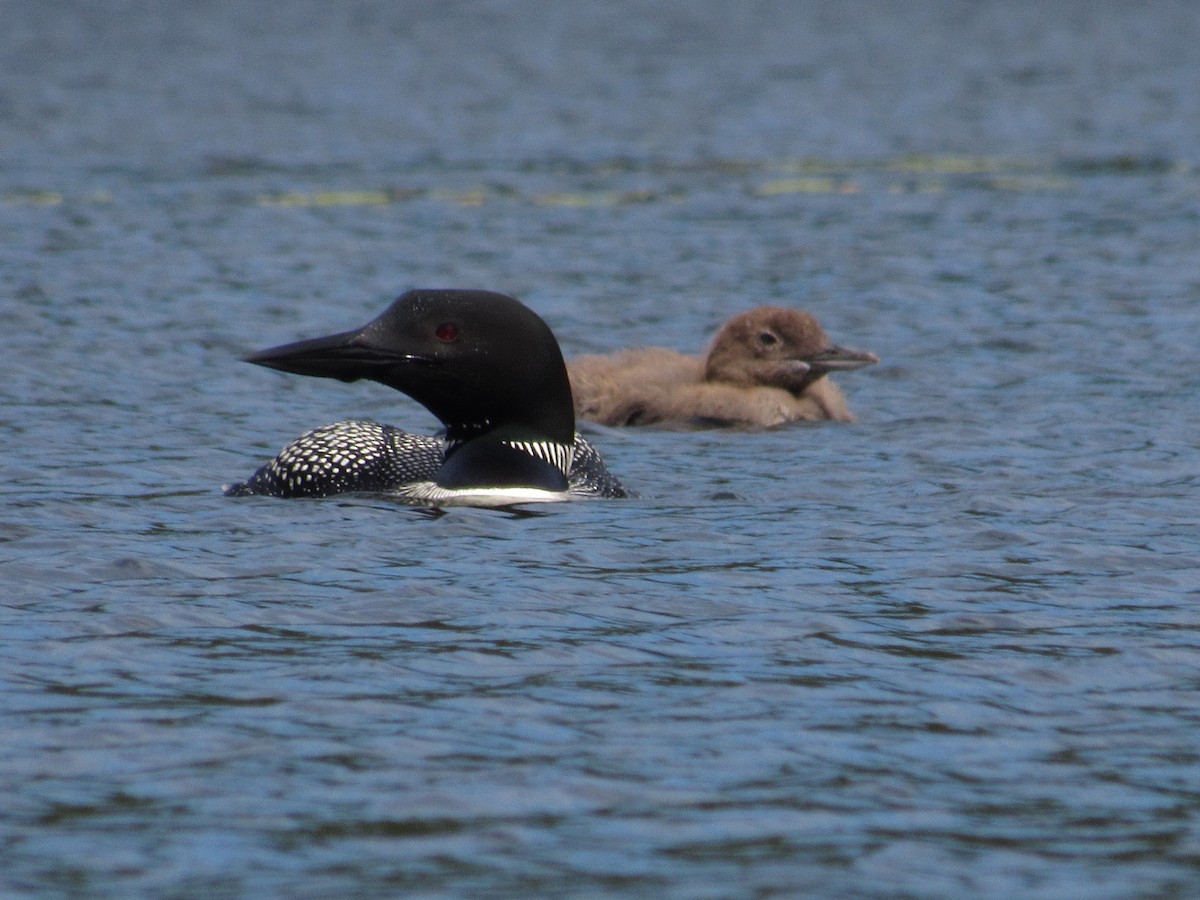 Plongeon huard - ML108430461