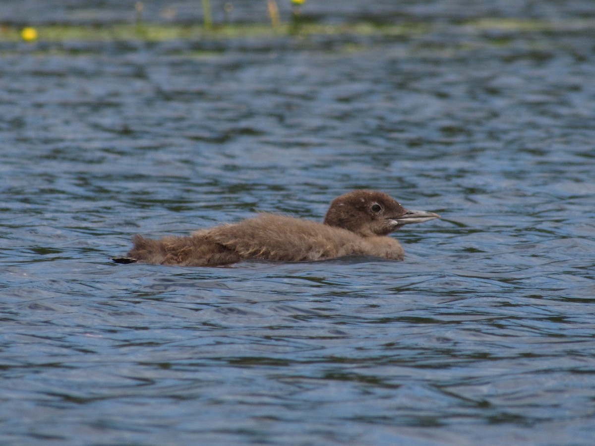 Plongeon huard - ML108430471