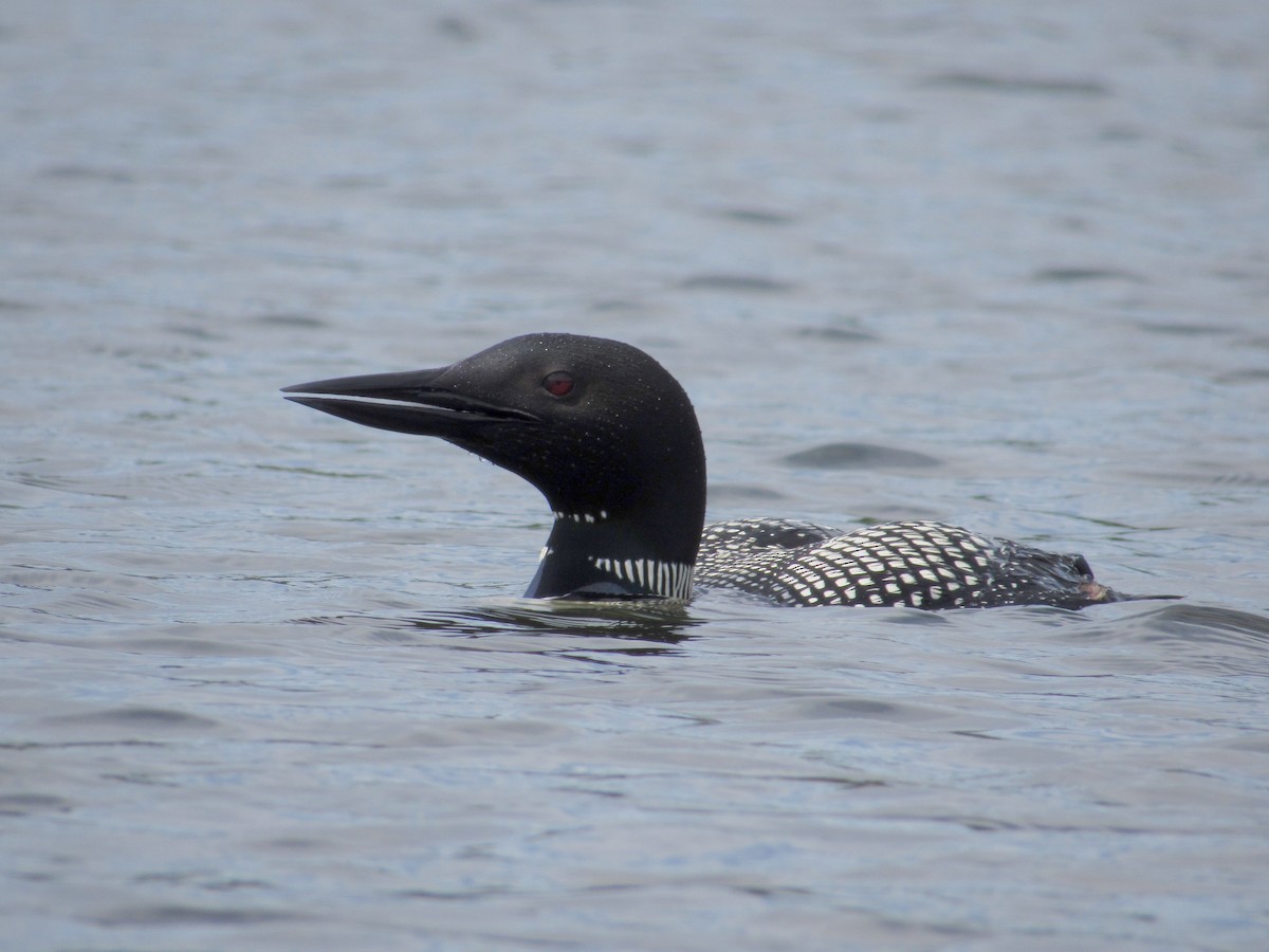 Plongeon huard - ML108430501