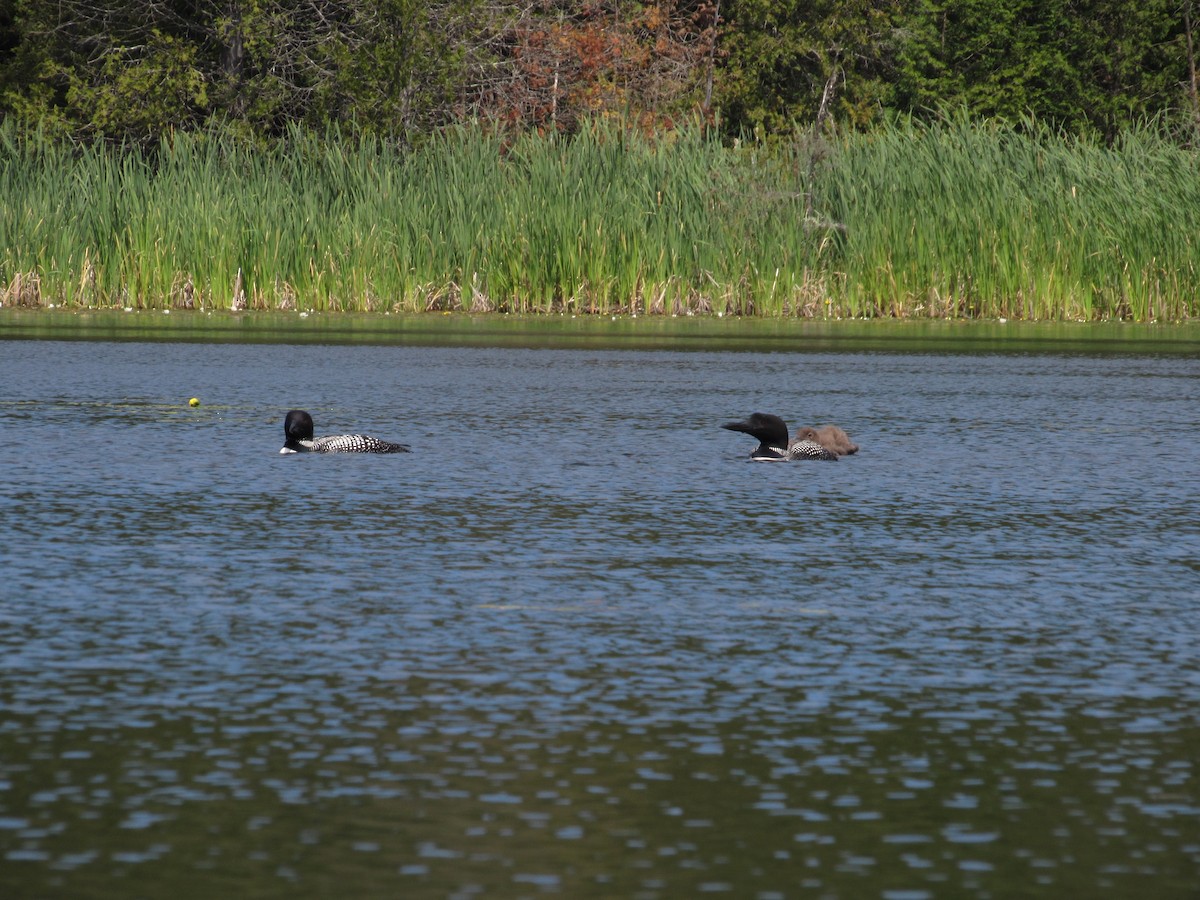 Common Loon - Alex Kulungian