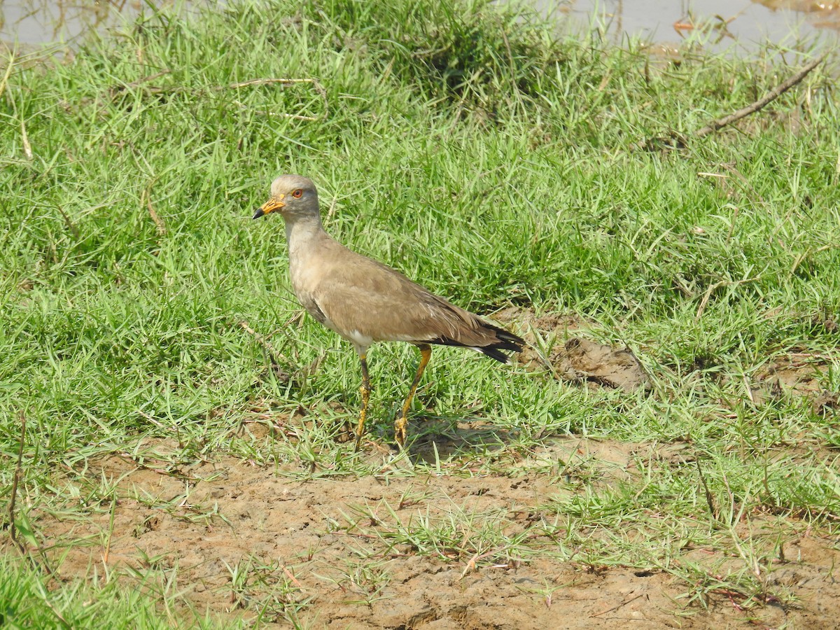 Gray-headed Lapwing - Mohit Aggarwal