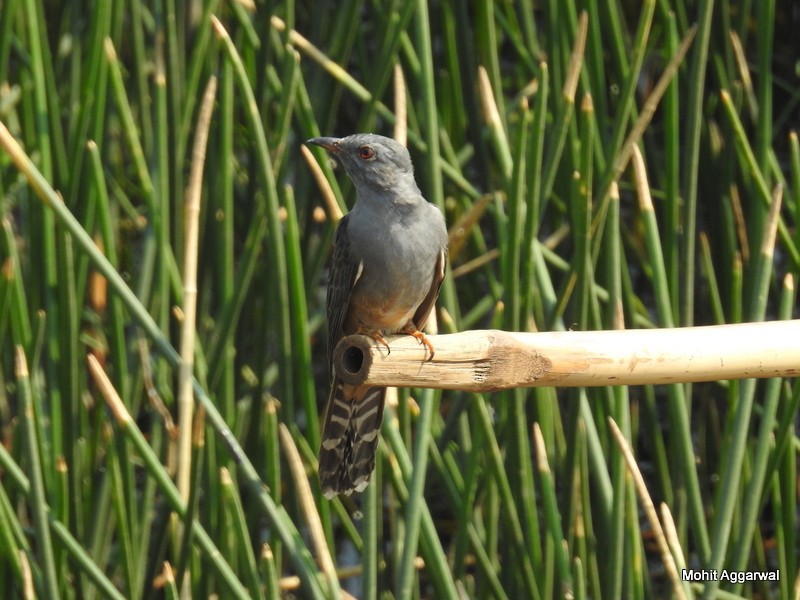 Plaintive Cuckoo - Mohit Aggarwal