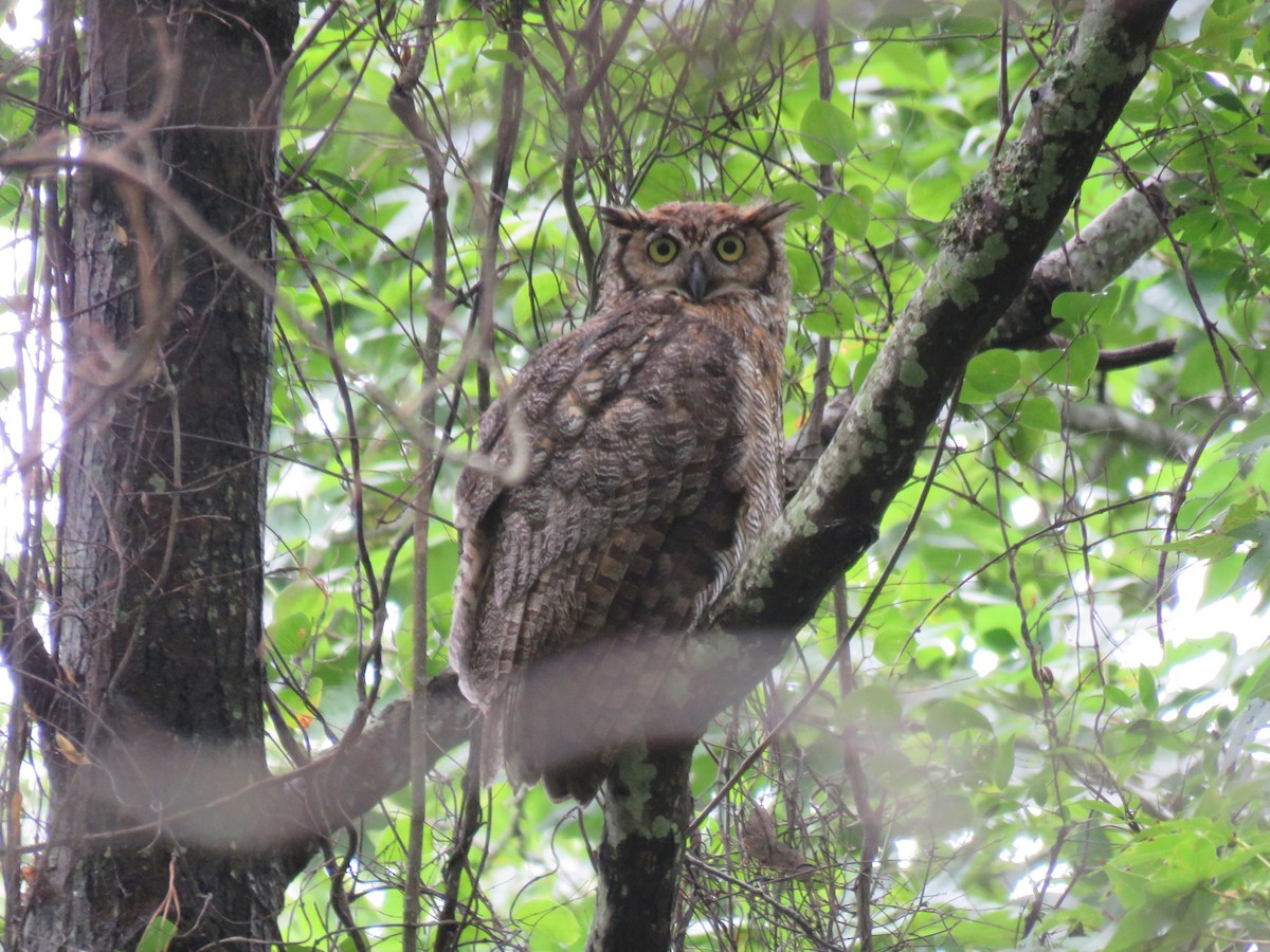 Great Horned Owl - ML108434321
