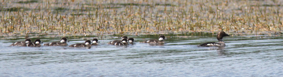 Common Goldeneye - ML108435061