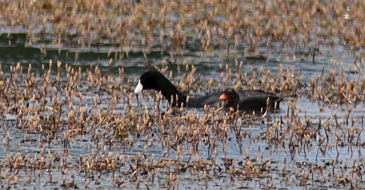 American Coot - ML108435271