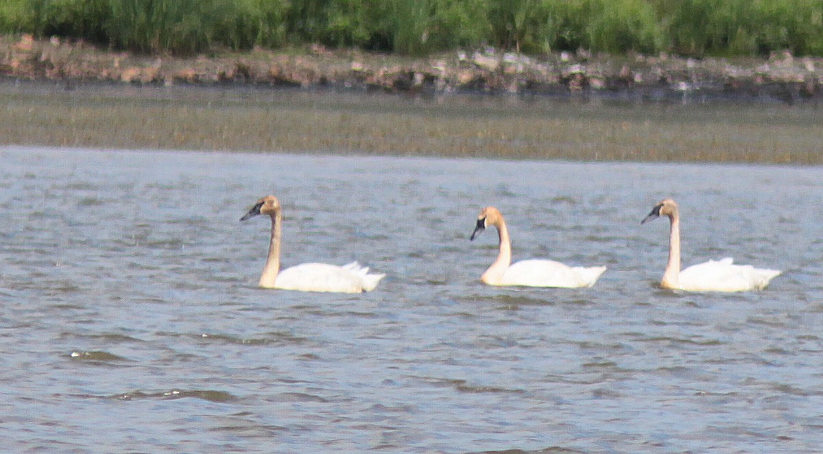 Trumpeter Swan - ML108435381