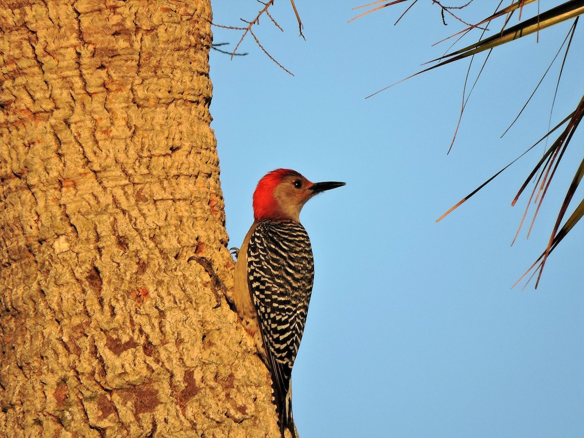 Red-bellied Woodpecker - S. K.  Jones