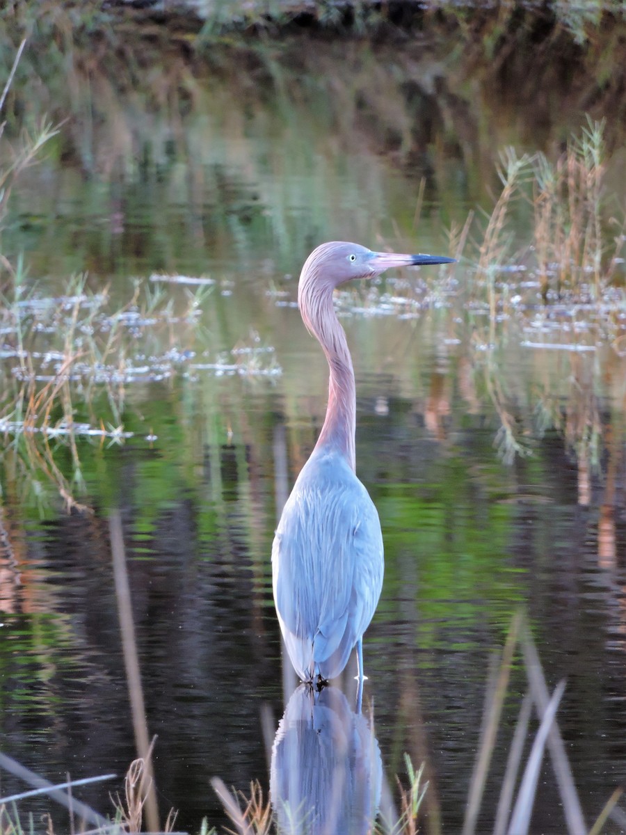 Reddish Egret - ML108436111