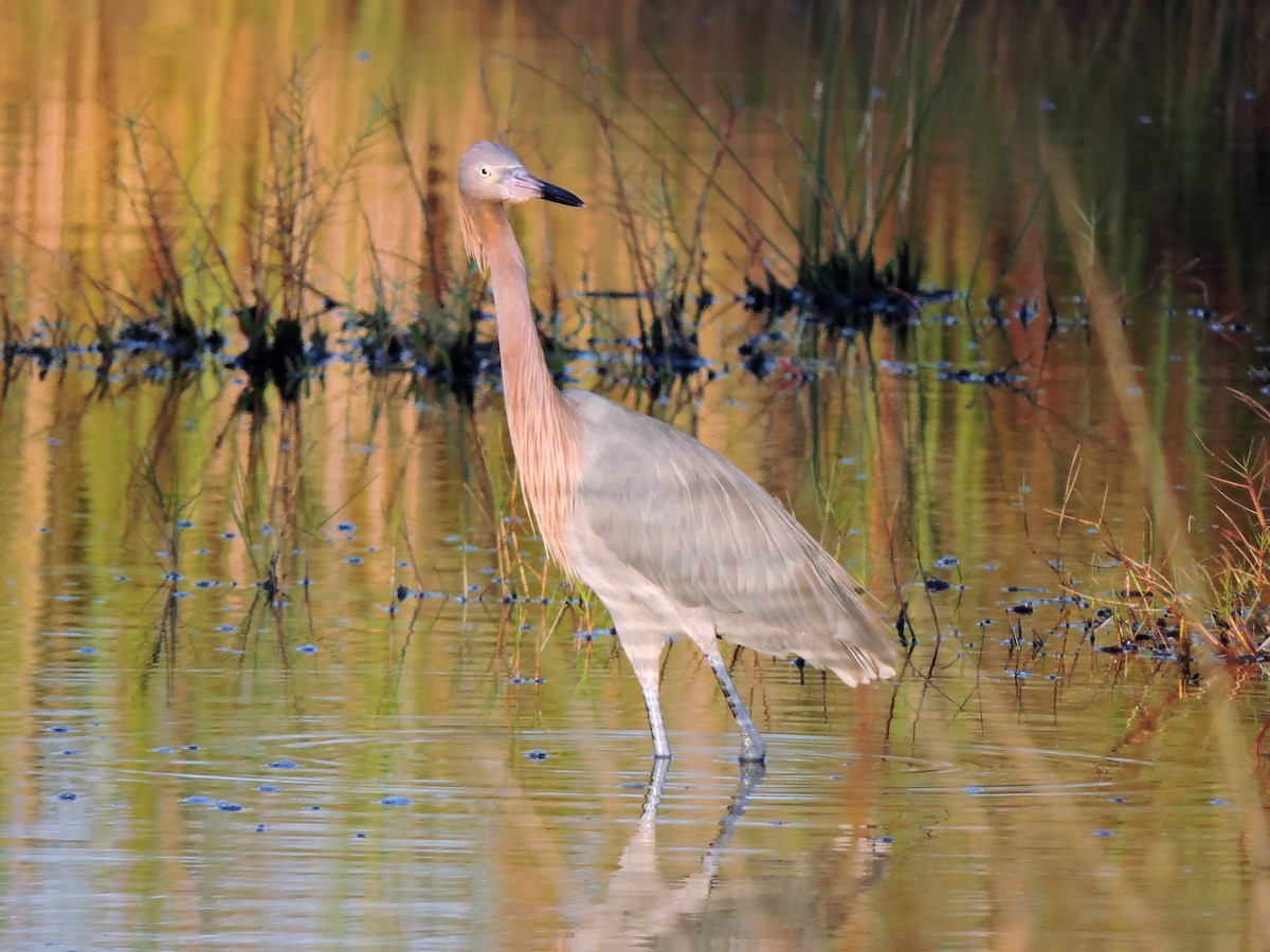 Reddish Egret - ML108436181