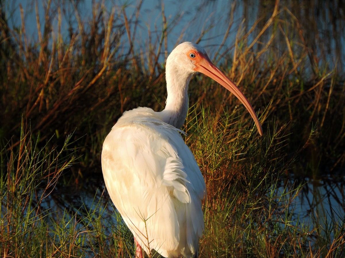 White Ibis - ML108436341