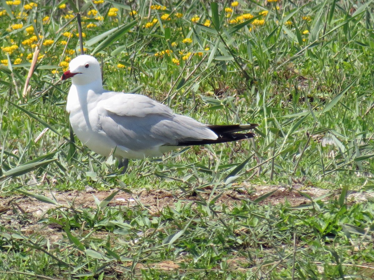 Goéland d'Audouin - ML108437041