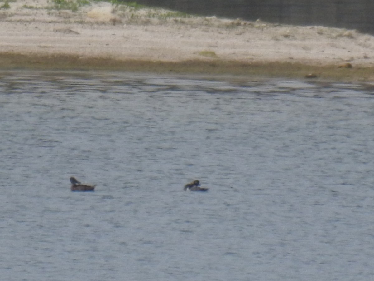 Ring-necked Duck - ML108438161