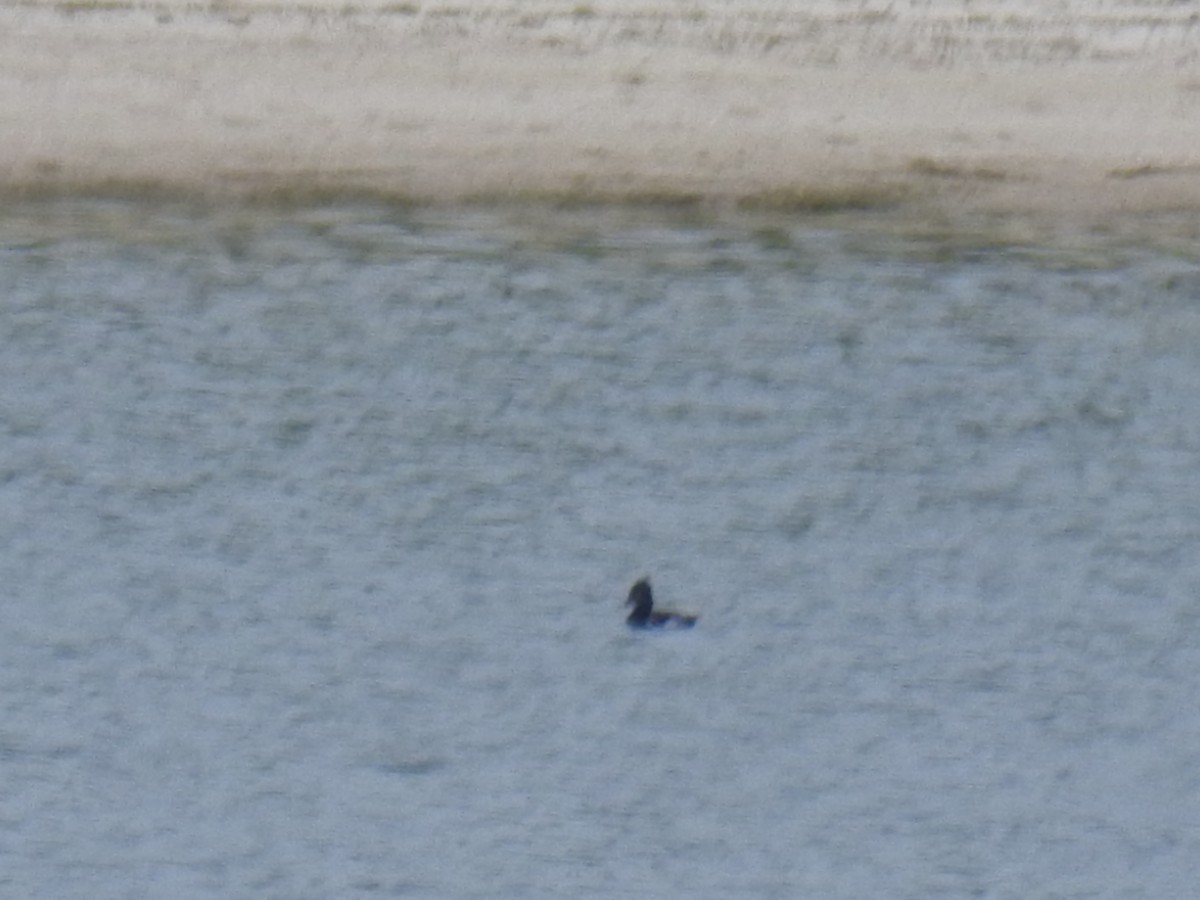 Ring-necked Duck - ML108438171