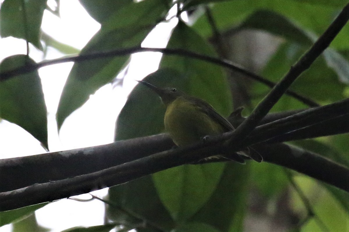 Yellow-bellied Longbill - ML108438651