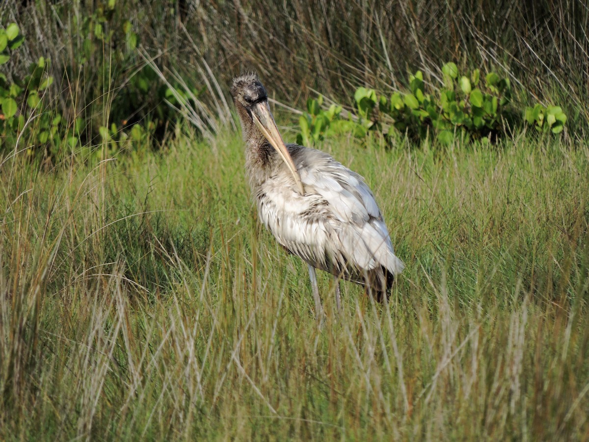 Wood Stork - ML108438891