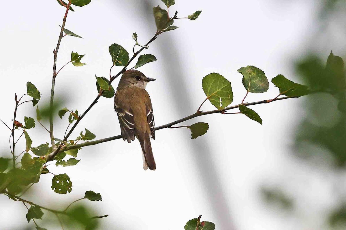 Alder Flycatcher - Chris Rees