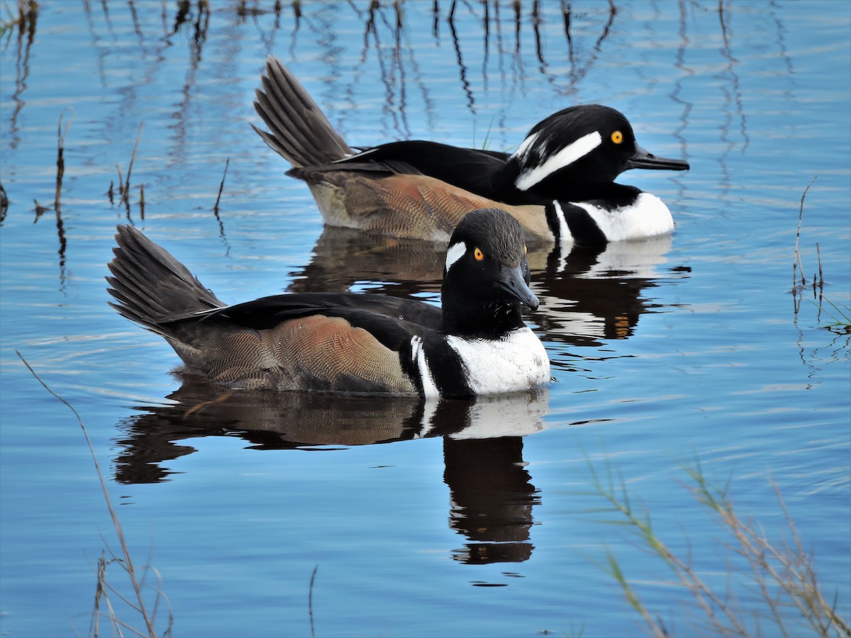 Hooded Merganser - ML108439681