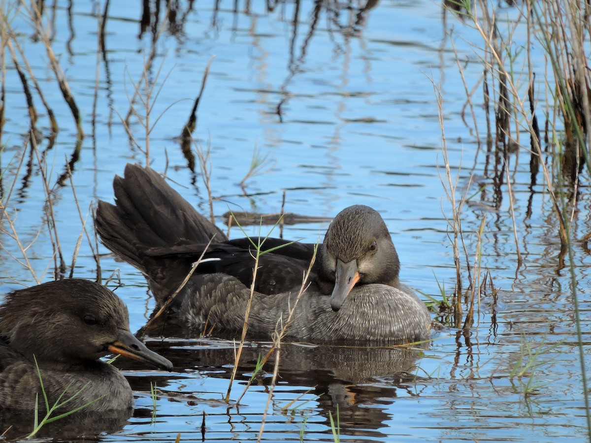 Hooded Merganser - ML108439691