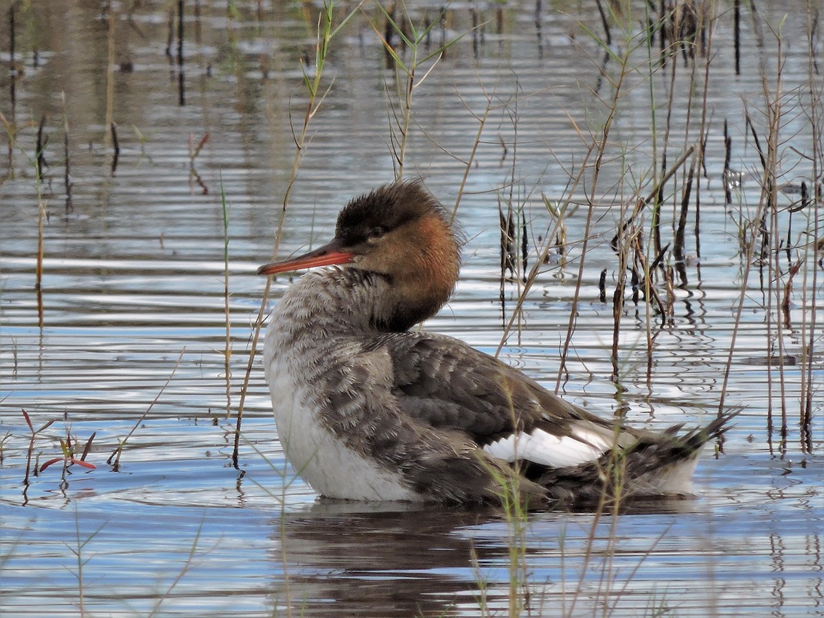 Red-breasted Merganser - ML108439781